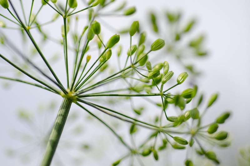 Culinary Herbs
