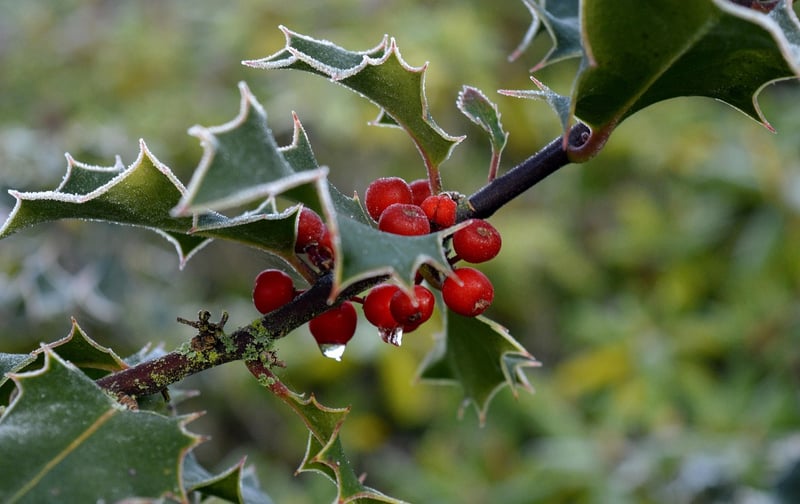 Magical Berries