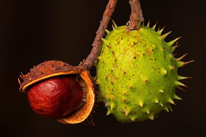 Miracle Fruit